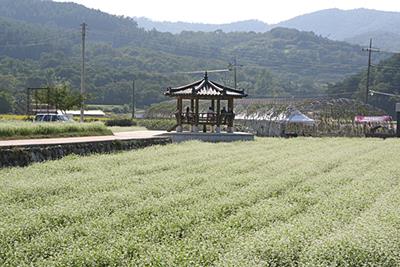 북천면 메일밭 썸네일 이미지