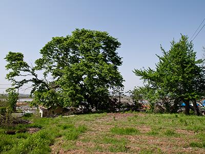 덕지천동 느티나무 썸네일 이미지