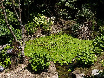 귀거래향 수생식물원 연못 썸네일 이미지