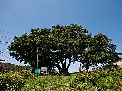 율목리 느티나무 썸네일 이미지