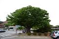 서산시청 느티나무 썸네일 이미지