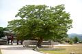 해미읍성 느티나무(읍내리 느티나무) 썸네일 이미지