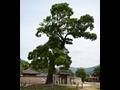 서산 해미읍성 회화나무 썸네일 이미지