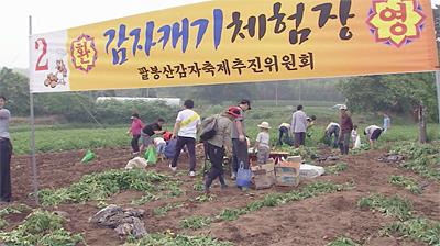 팔봉산 감자 축제 썸네일 이미지