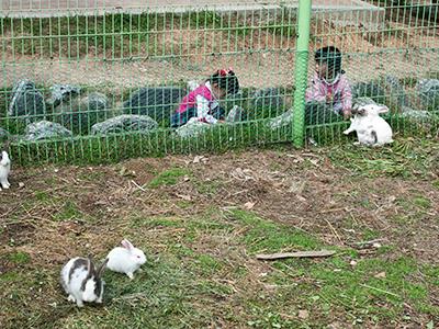 서산대진초등학교 푸른교실 토끼사육장 썸네일 이미지