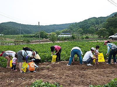 팔봉산 감자 축제 감자캐는 모습 썸네일 이미지