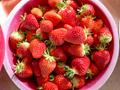수확된 딸기의 모습 썸네일 이미지